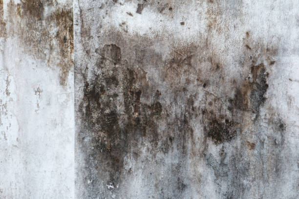 Best Mold Damage Restoration  in Caruthersville, MO