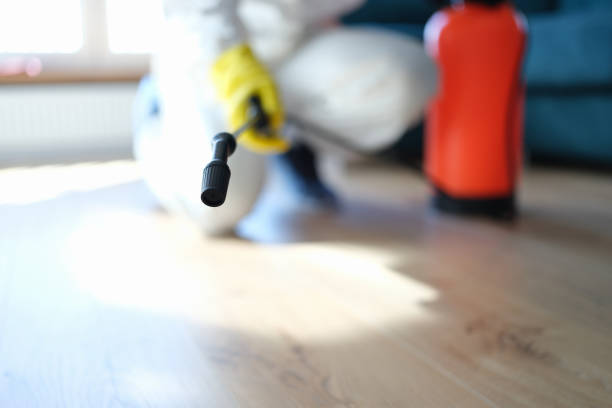 Best Basement Mold Removal  in Caruthersville, MO