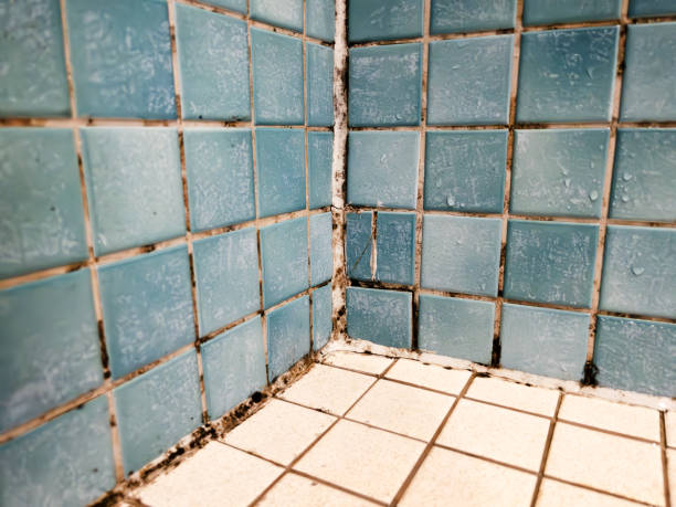 Mold Documentation for Insurance Claims